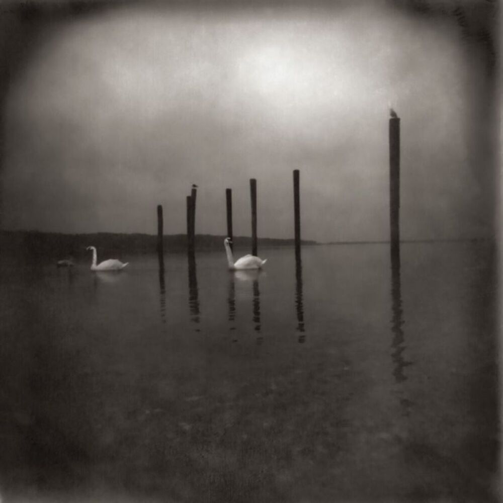 Om - Conference Of The Birds  LP LP